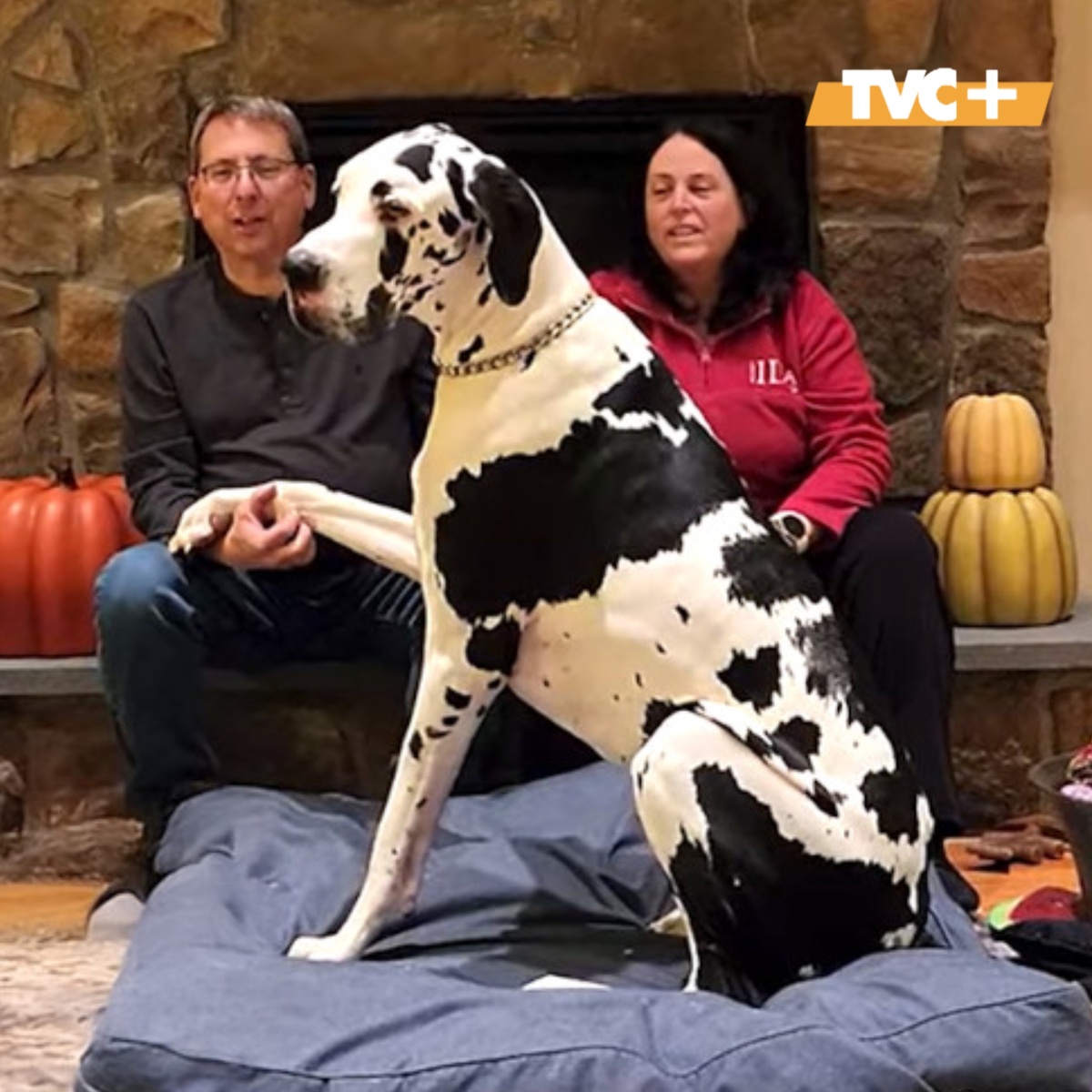 Минни и хозяева