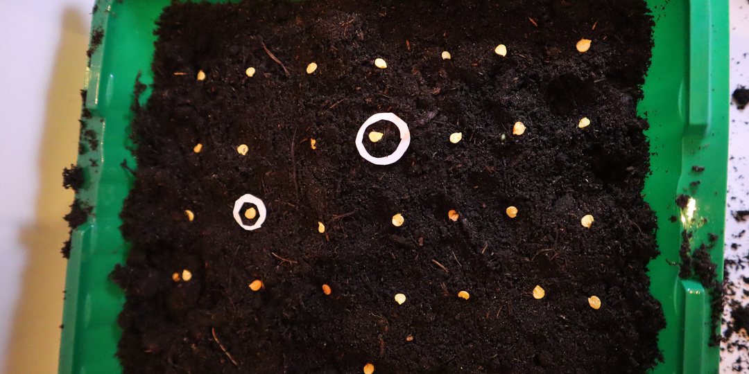 Самый точный лунный календарь на посадку рассады перца в 26 году! Январь, февраль, март и аперль