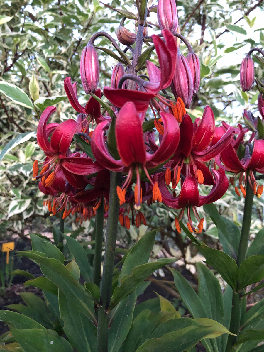 Мартагон Клод Шрайд