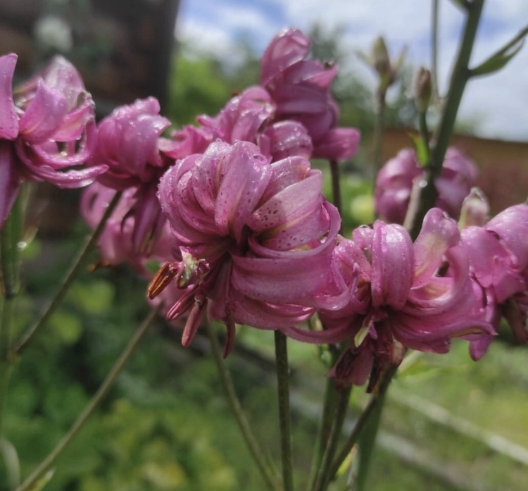 Калмора. фото Натальи Барышниковой