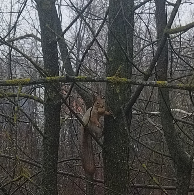 Белочка. 🤣