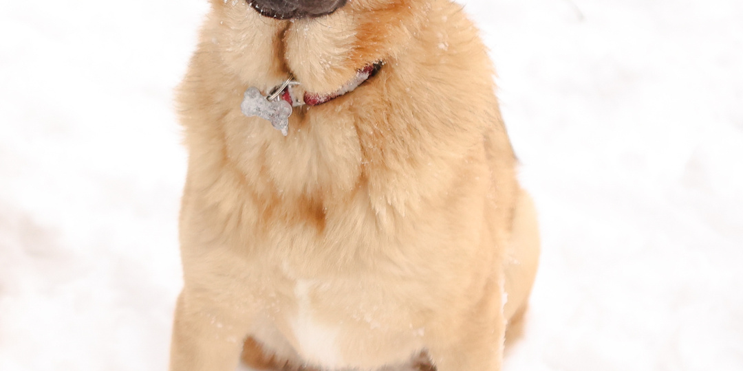 Прошло 7 месяцев, как мы подобрали Еву щенком: найти дом идеальной собаке оказалось непросто