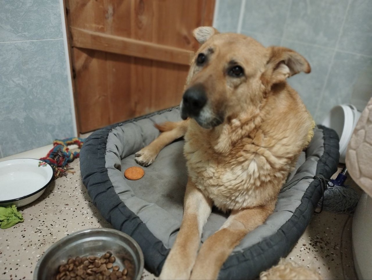 Муха-2. Как думаете, все Мухи рыжие? 🤔😉