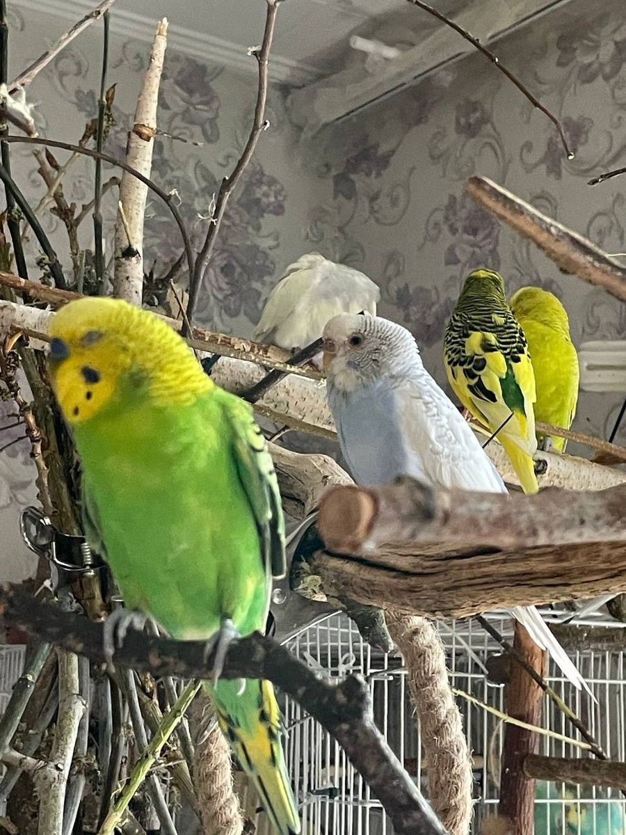    У попугаев в квартире есть несколько своих уголков. Фото: Предоставлено Ангелиной