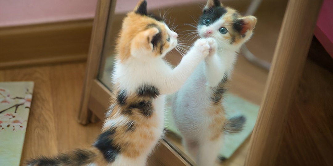 Мемы с котиками для отличного настроения: 15 самых смешных