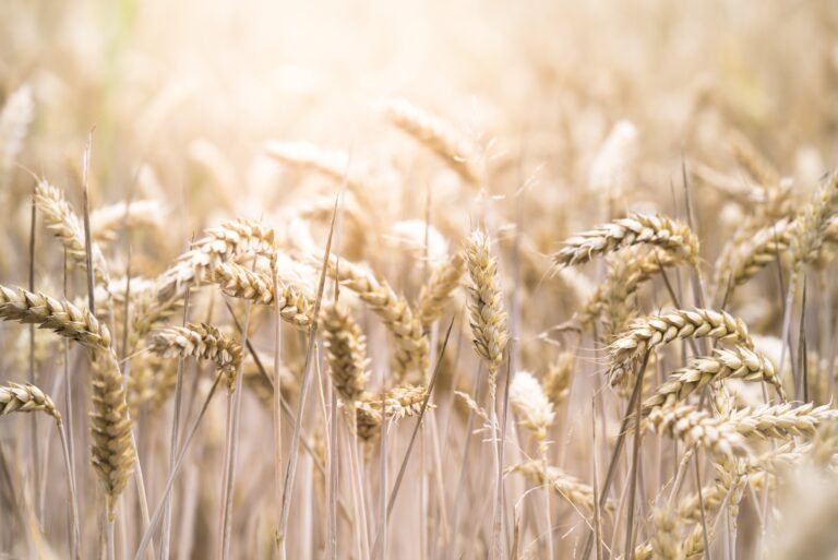    A closeup selective focus shot of a beautiful wheat field on a sunny day Redaktor_infoshtab