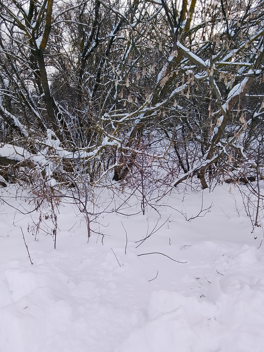 Там, в зарослях спряталась река. 