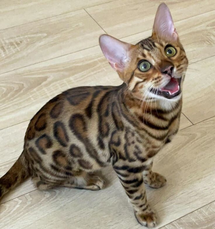 Фото из Интернета