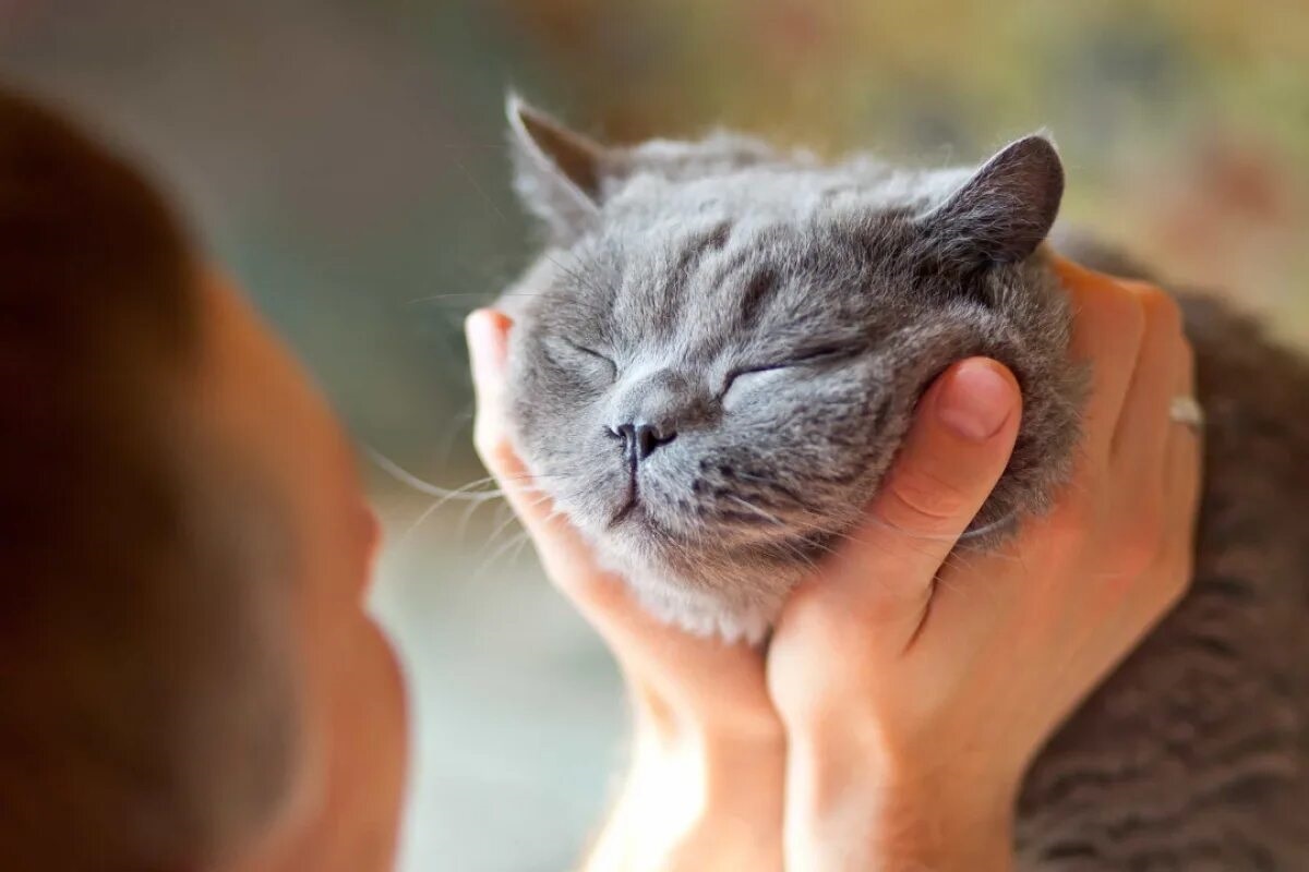 Фото с сайта: https://kenh14.vn/nhung-su-that-thu-vi-ve-meo-khien-ban-di-tu-bat-ngo-nay-den-bat-ngo-khac-20230123075926244.chn