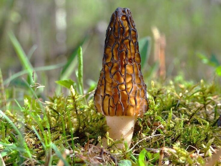 Фотография из интернета