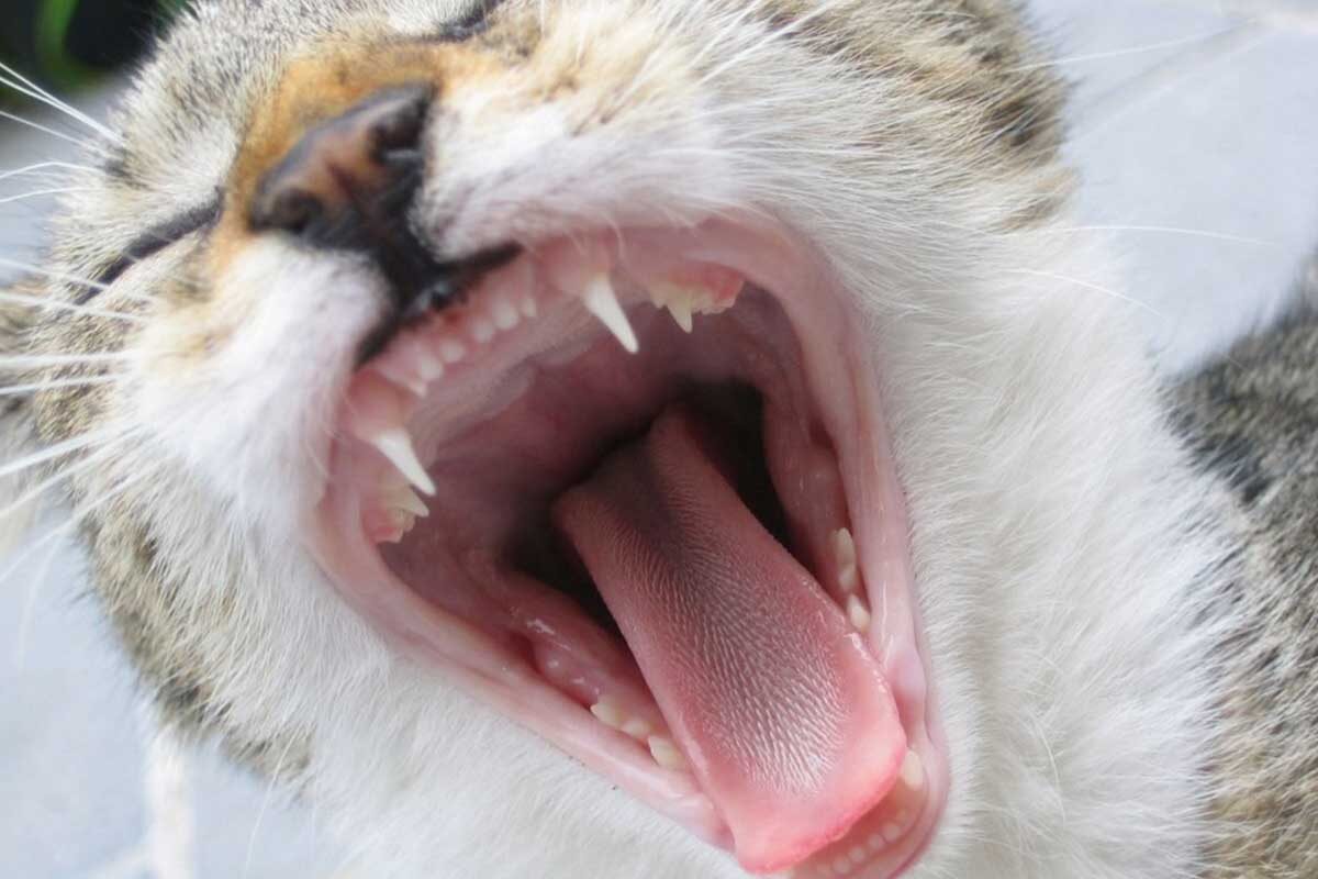 Фото с сайта: https://www.centroveterinariosanmartino.it/portfolio/odontostomatologia/odontostomatologia-ambulatorio_veterinario_santanastasio-3/