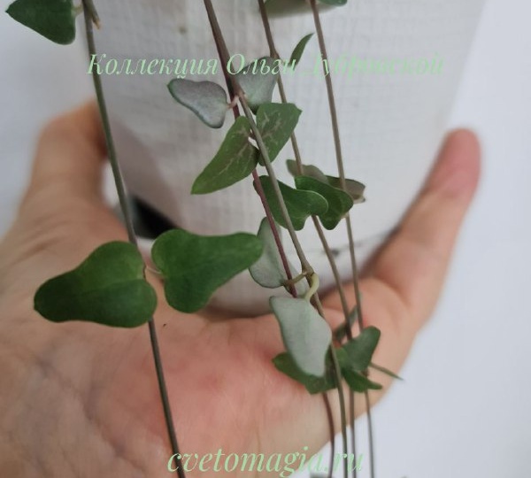 Ceropegia orange river (церопегия оранж ривер