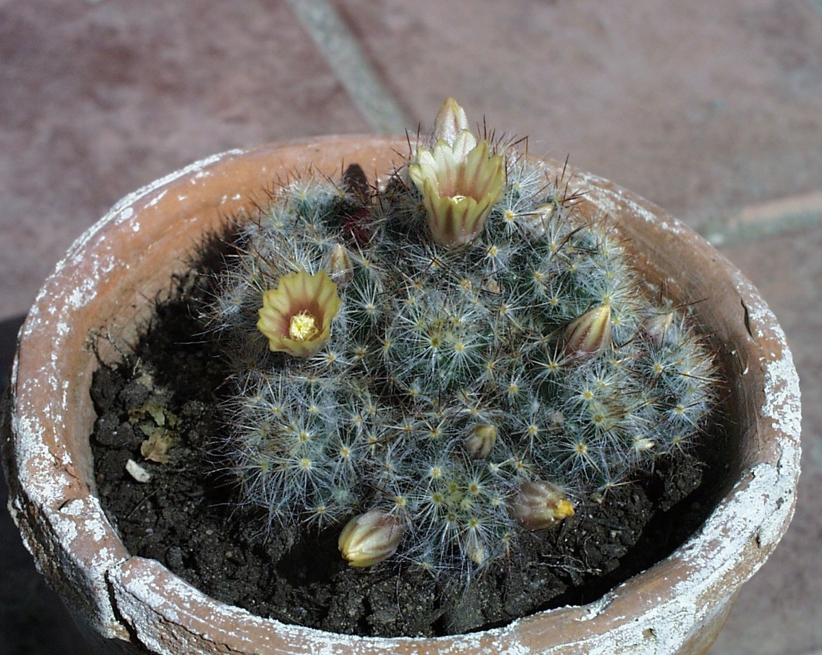 Моя давняя "излюбленная" фотография: популярная, но очень милая маммиллиярия - и как отвращает/портит облик ее небрежный этот горшок! Снято в ботсаду, между прочим. И отметим при этом: чуствует-то она себя неплохо, только вот смотрися, как бы помягче сказать...