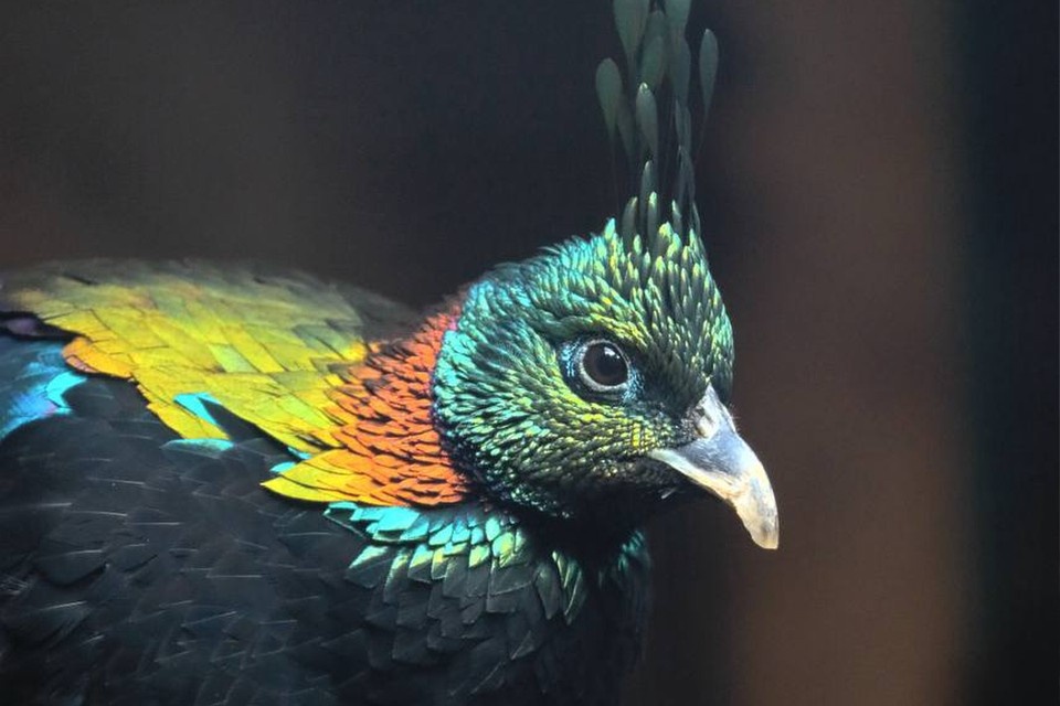    Самец гималайского монала. Фото: пресс-служба Ленинградского зоопарка