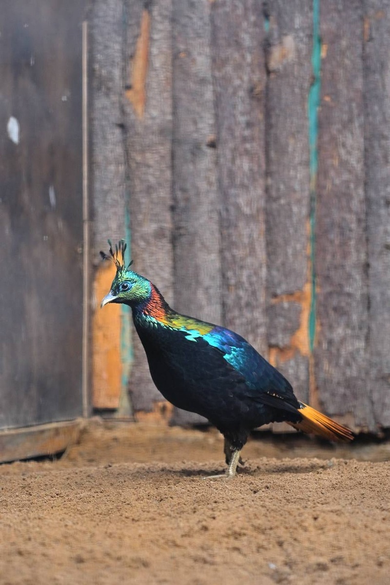    В зоопарк прибыла пара необычных птиц. Фото: пресс-служба Ленинградского зоопарка
