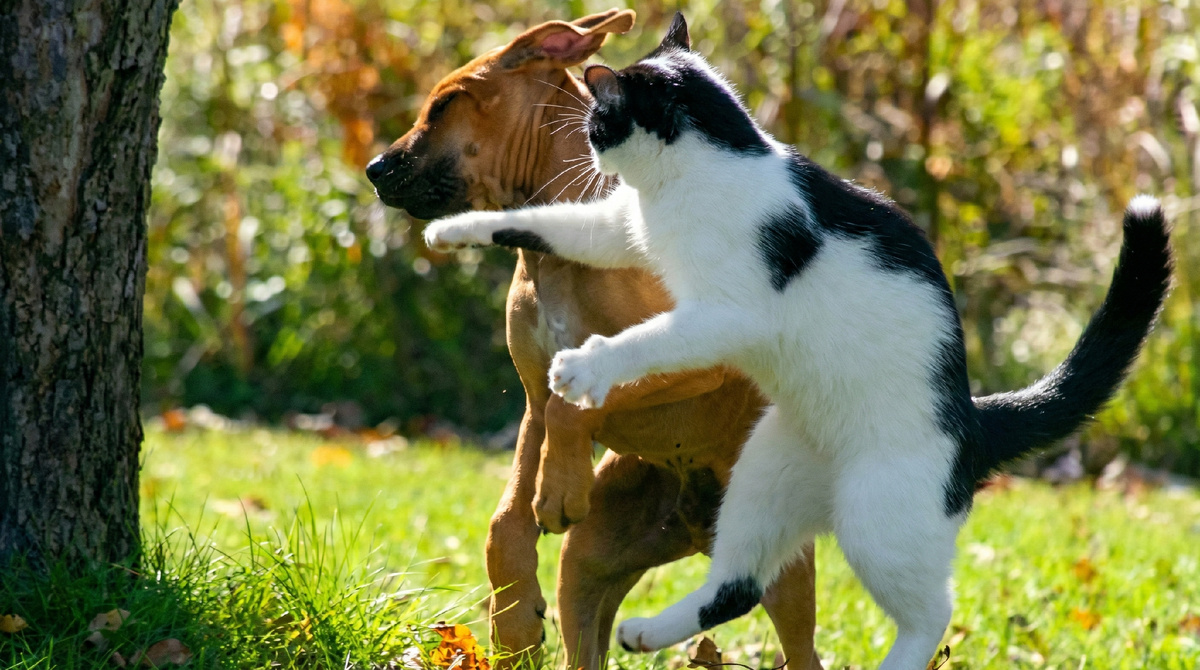 Это мой двор! Твой на метр левее! ЕЩЕ фото --->>