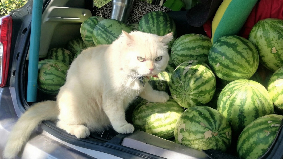 Арбузов на всех не хватит!