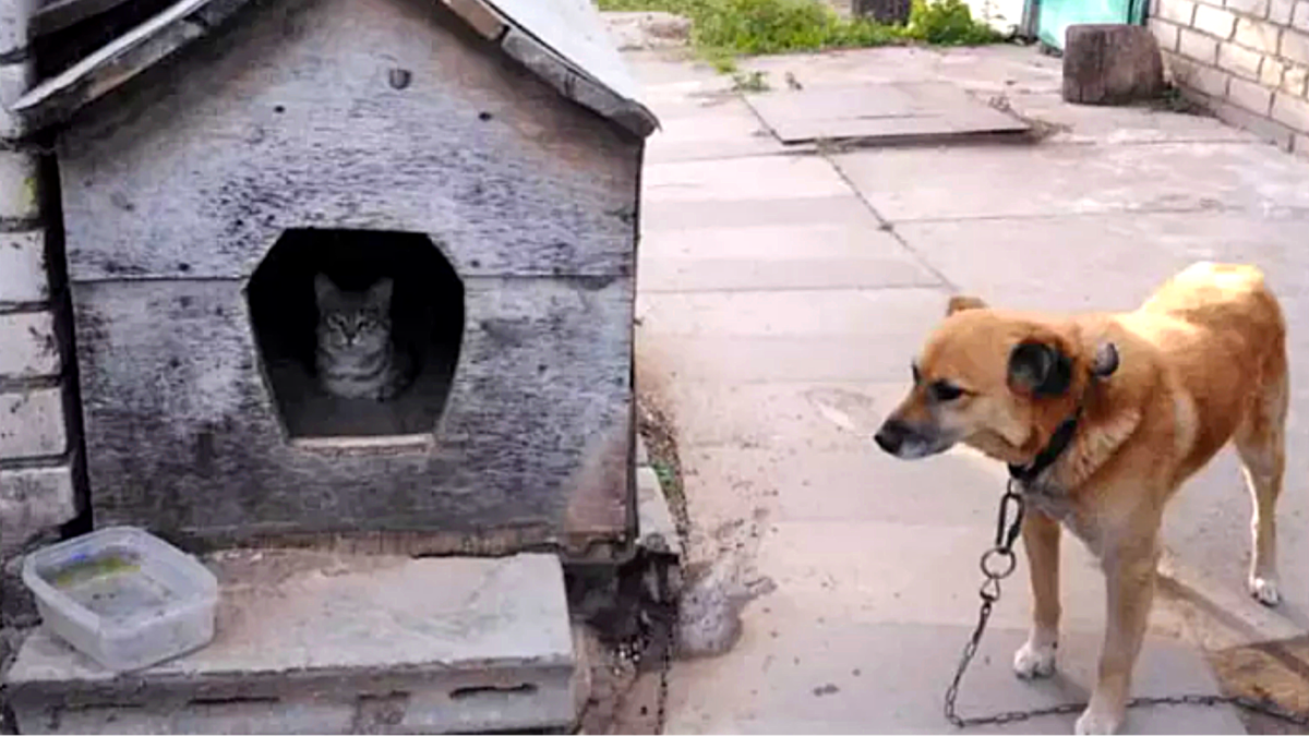 Ефрейтор Василий обучает рядового Шарика вести караульную службу