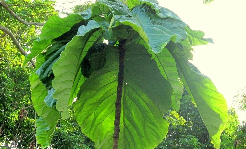 Coccoloba gigantifolia.
