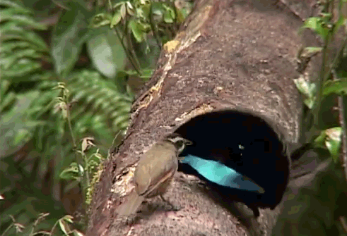 Психоделическая улыбка райской птицы