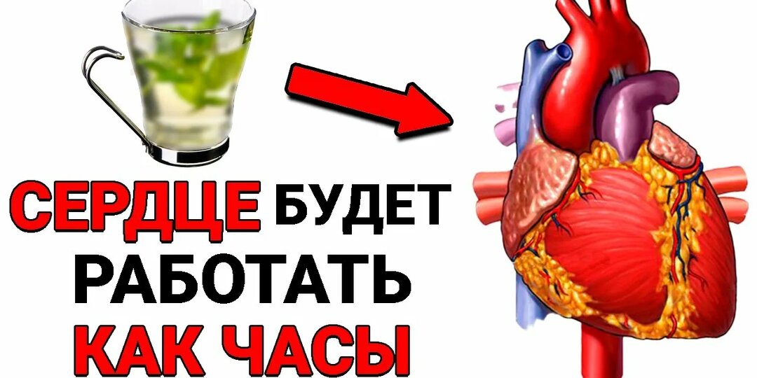 Сердце — не насос, а живой орган. Кормите его правильно!