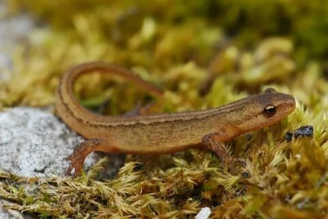 Обыкновенный тритон (вроде) 