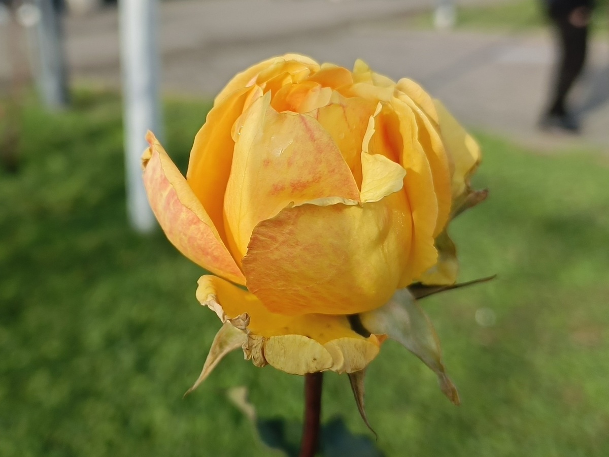 Адлер, ЖД вокзал, роза, январь 2026 года