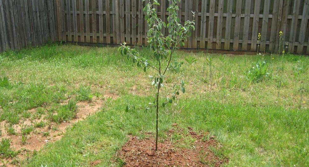 Секреты формировки нового саженца