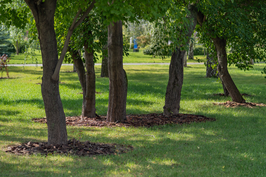 Использование мульчи для защиты деревьев