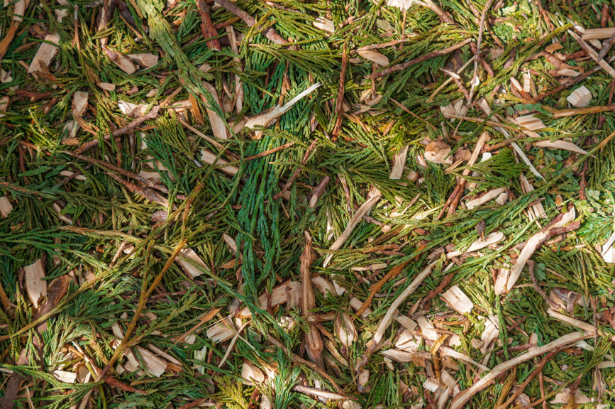 Мульча из веток туи и можжевельника