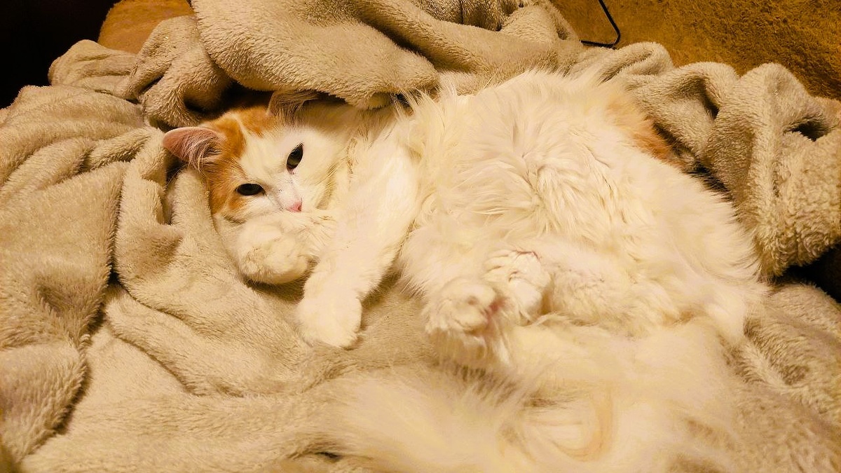 Когда ты замаскировался под плед, чтобы хозяева перестали тянуть к тебе свои ручонки