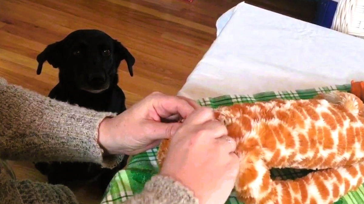 Хозяин чинит игрушку, а пес с нетерпением ждет... Посмотрите на его взволнованный вид! ЕЩЕ ФОТО --->>