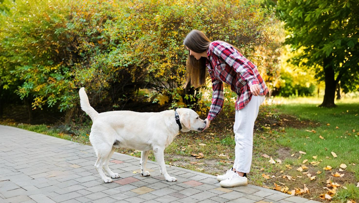    Профессиональный уход за домашними питомцами теперь закреплен на государственном уровне