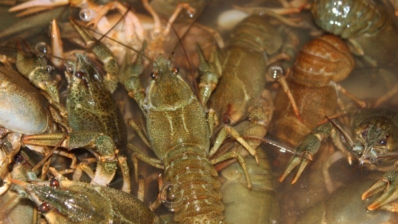 Астраханским ракам не позволили доехать до Москвы