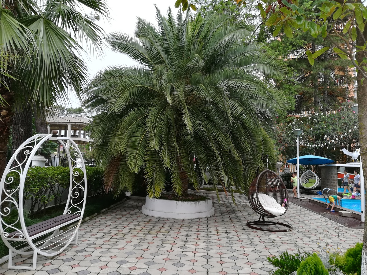 Уреки. Отель "Альбатрос". Зона отдыха