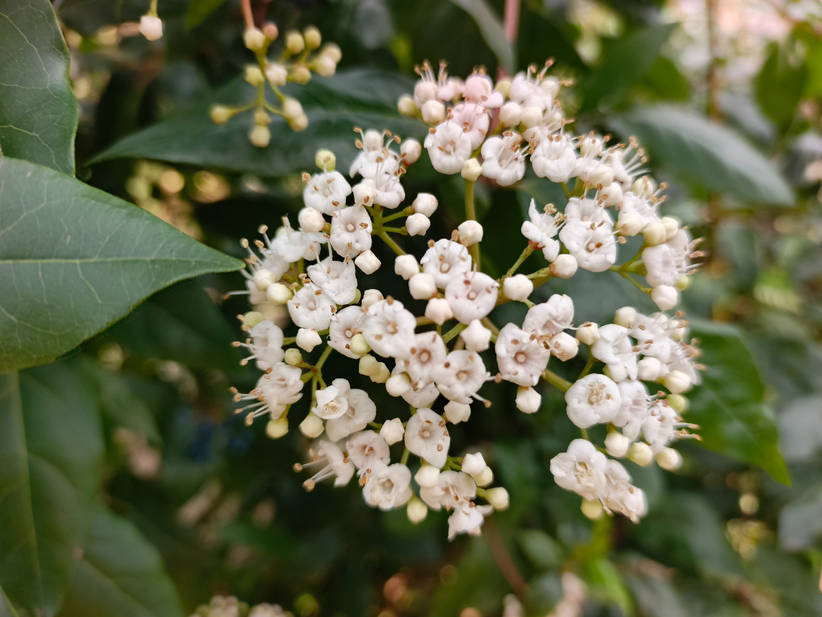 Адлер, Калина лавролистная, январь 2026 года