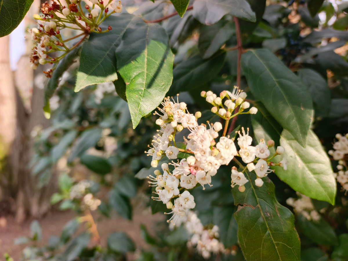 Адлер, Калина лавролистная, январь 2026 года