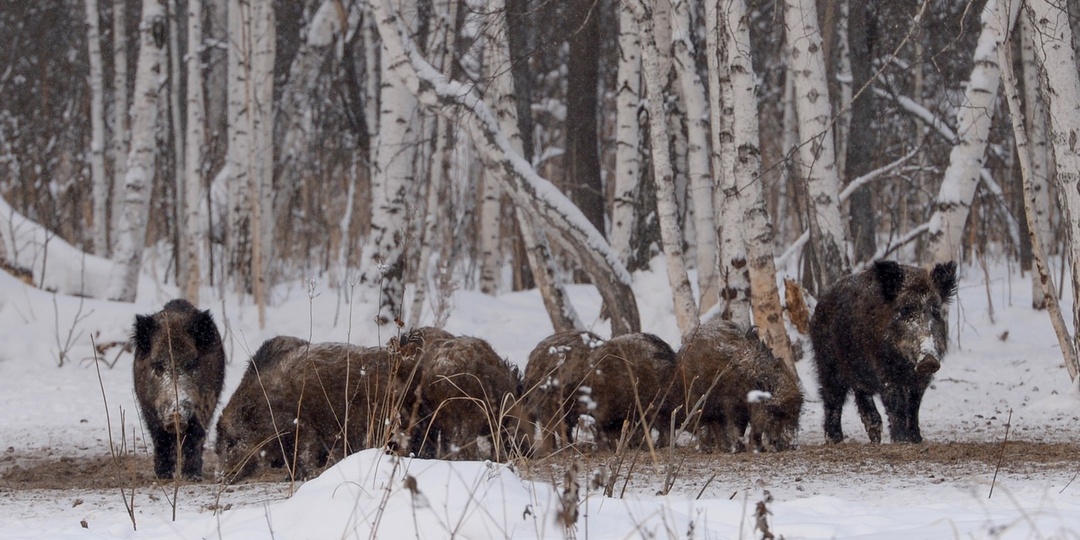 Охота: главные события 2025