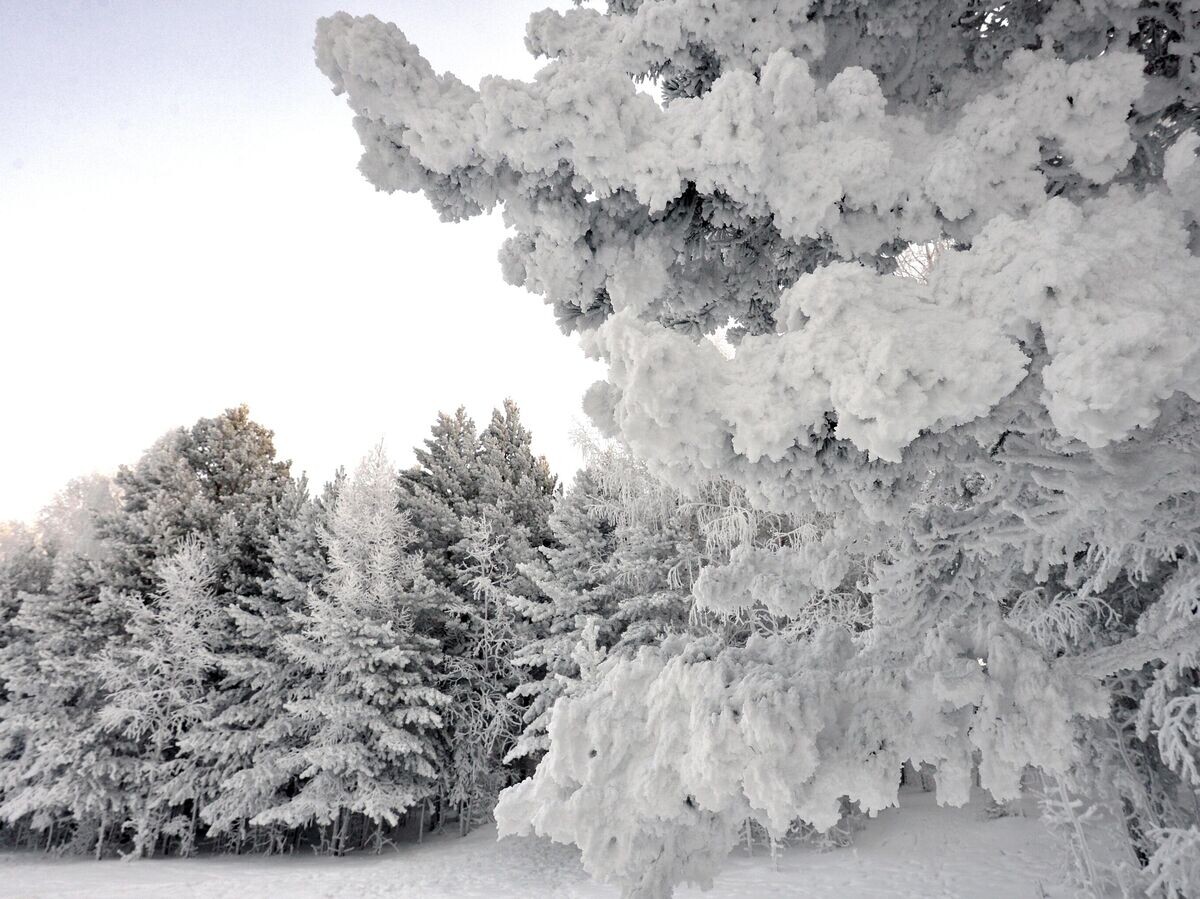    Заснеженный лес на берегу реки Енисей | © РИА Новости / Илья Наймушин