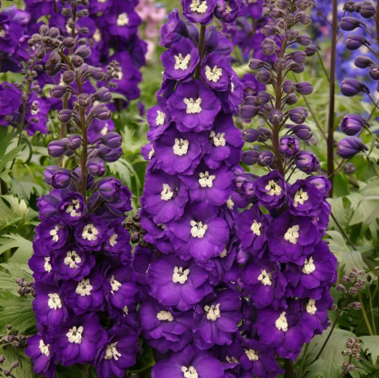 Царский Пурпурно-синий с белым глазком