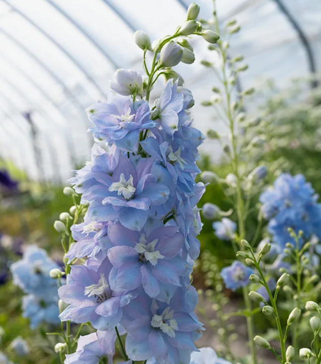 дельфиниум Экскалибур Лайт Блю Вайт Би' F1