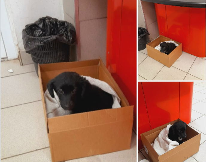 🆘 SOS! Кроха 😥🐾