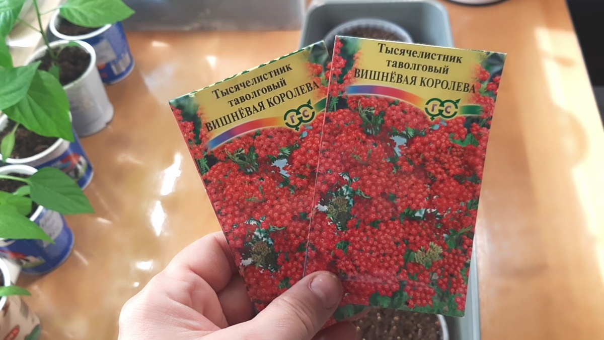 Разберем способ посева семян тысячелистника  Вишневая королева на рассаду.
