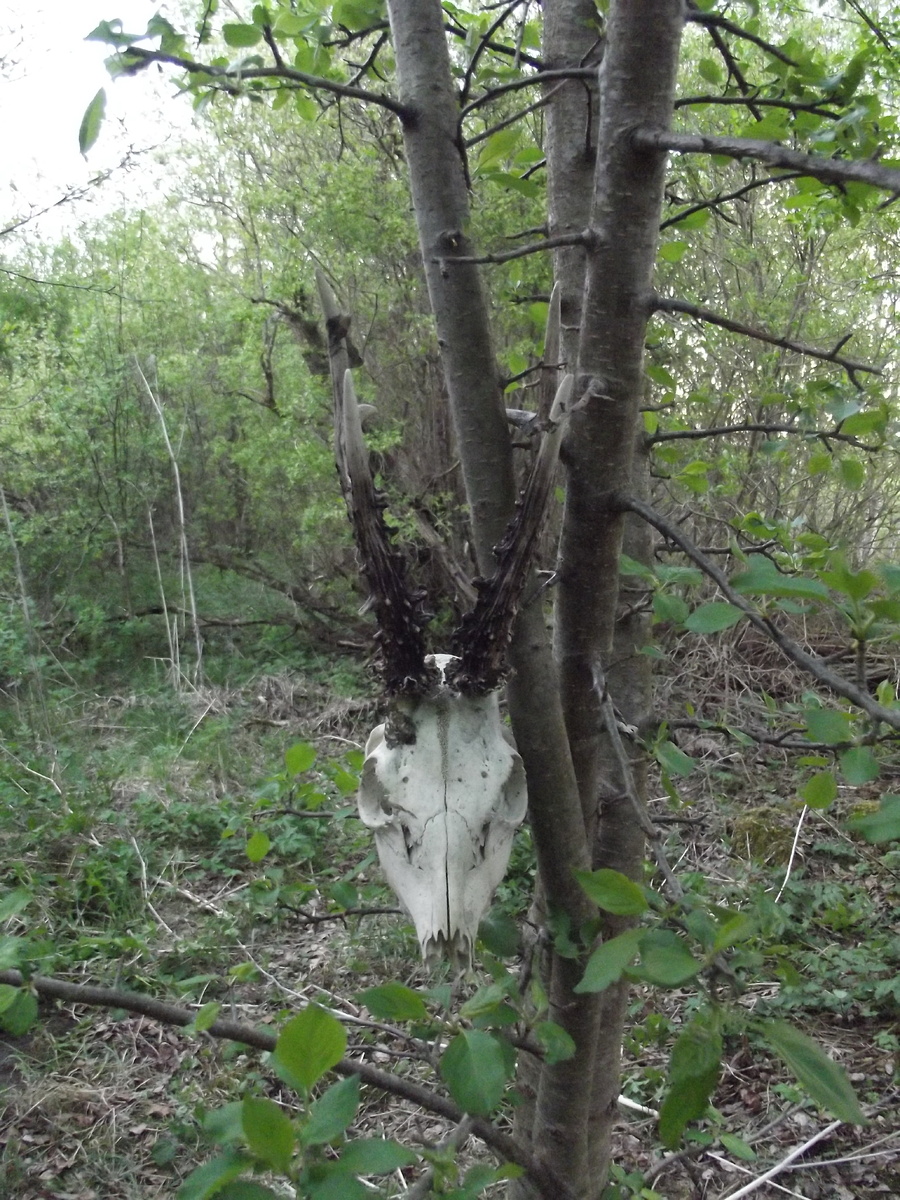 Косуля - размером с собаку среднего размера