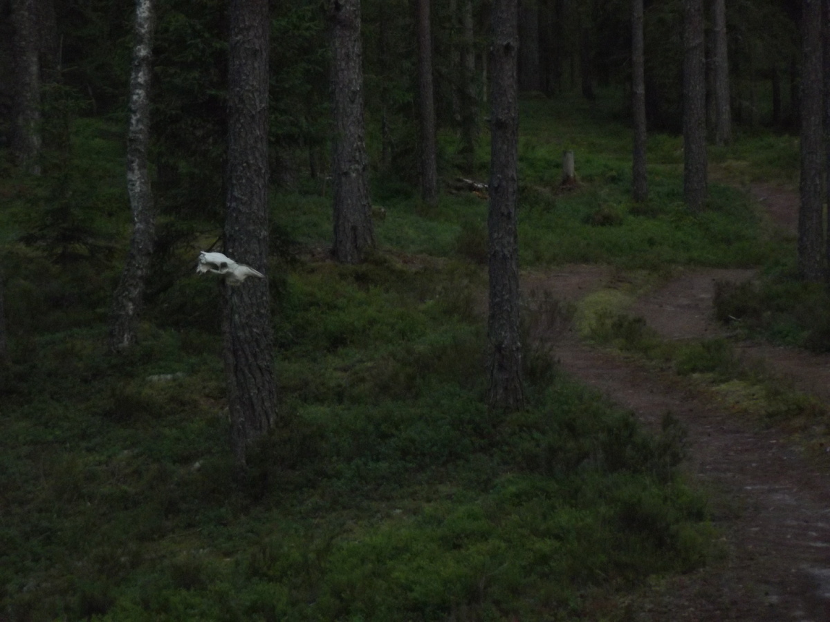 Череп лося в лесу