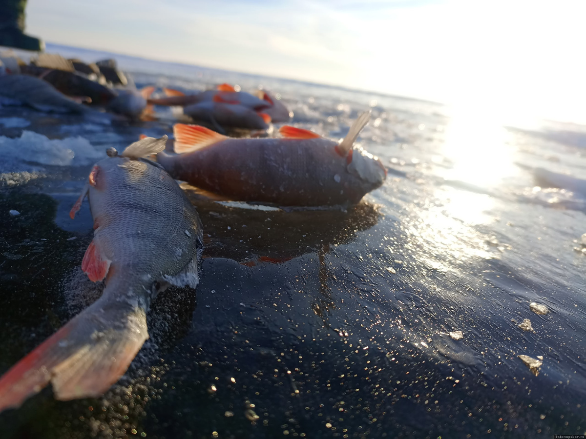 Фото: Ольга Галахова
