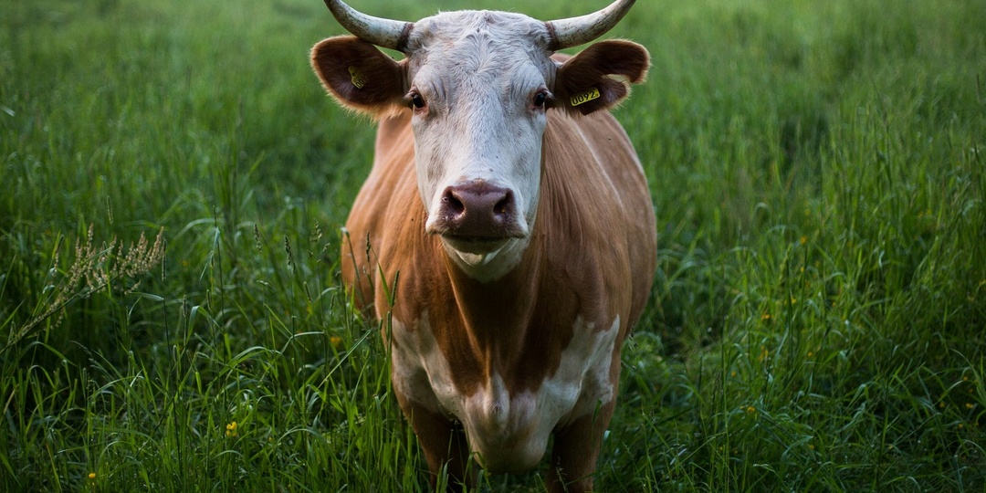 Австрийская корова удивила учёных своим интеллектом