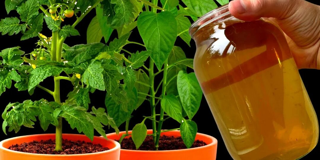 7 губительных ошибок при выращивании рассады томатов и огурцов