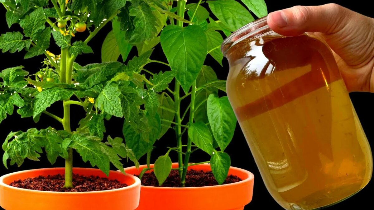 Подкормка томатов и огурцов