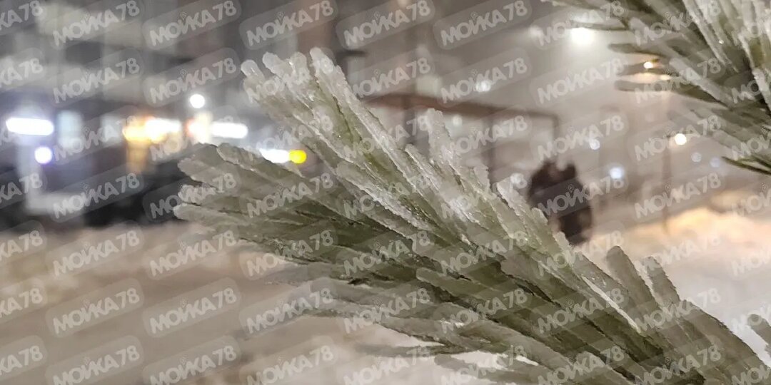 Деревья в Петербурге оделись в ледяной панцирь